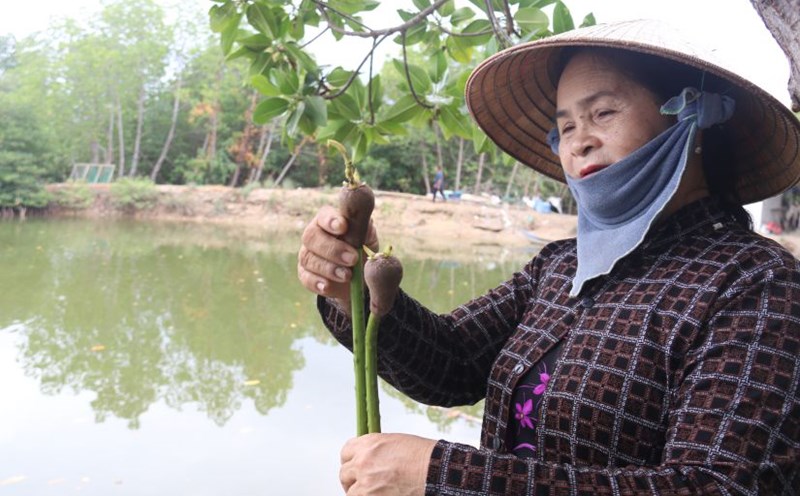 Bà Lê Thị Lặn (thôn Hà Liên, phường Ninh Hà, Thị xã Ninh Hòa, Khánh Hòa) hằng ngày vẫn miệt mài phủ xanh rừng đước trên đầm Nha Phu. Ảnh: Phương Linh