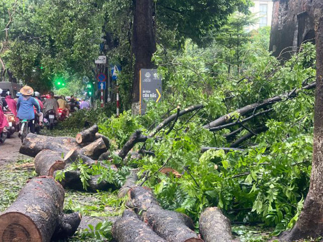 The scene of devastation and scattered trees at the Central Relic Site of Thang Long Imperial Citadel. Photo: Hoang Hue