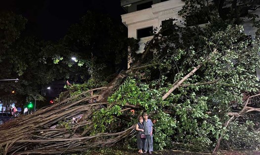 Cây đa hàng chục năm tuổi đổ rạp trên phố Phùng Hưng, Hà Nội. Ảnh: Nhân vật cung cấp