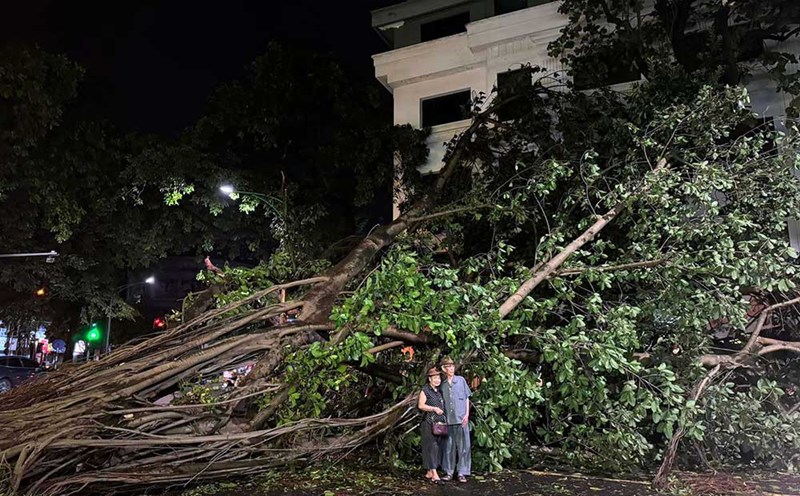 Cây đa hàng chục năm tuổi đổ rạp trên phố Phùng Hưng, Hà Nội. Ảnh: Nhân vật cung cấp