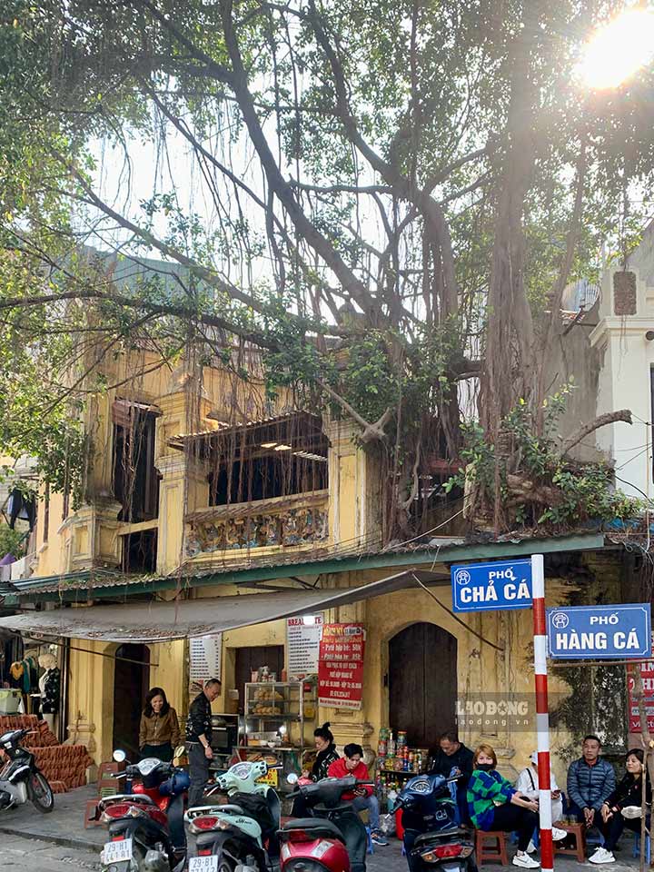 The corner of Hang Ca and Cha Ca streets is covered with green trees before the storm. Photo: Y Yen