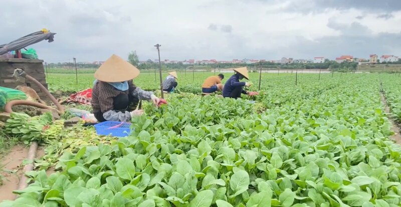 Vùng rau an toàn: Giá rau củ tăng nhẹ sau bão số 3. Ảnh: Cao Thơm