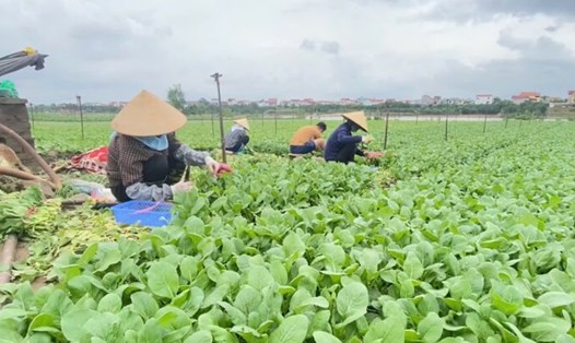 Vùng rau an toàn: Giá rau củ tăng nhẹ sau bão số 3. Ảnh: Cao Thơm