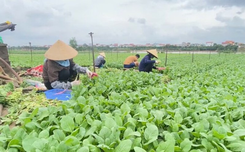 Vùng rau an toàn: Giá rau củ tăng nhẹ sau bão số 3. Ảnh: Cao Thơm