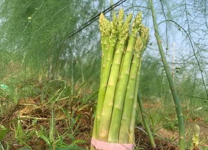 Asparagus is said to effectively support weight loss because of its high nutritional properties and physiological effects on the body. Photo: Kieu Vu