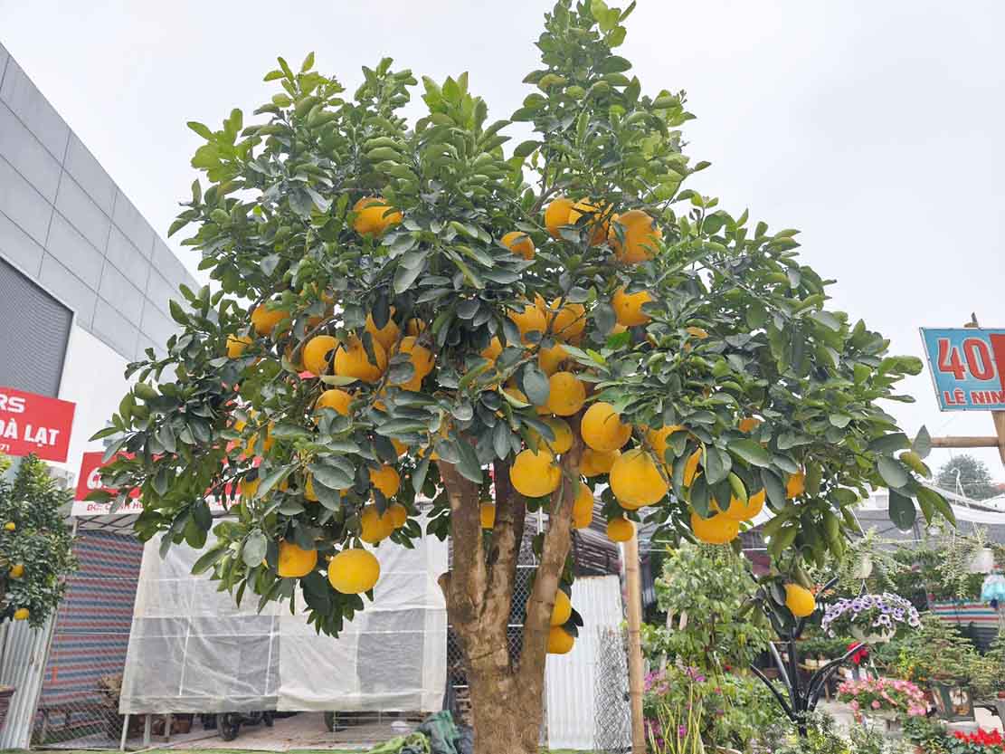 Goc buoi Dien lon nay co gia khoang 40 trieu dong. Anh: Quang Dai