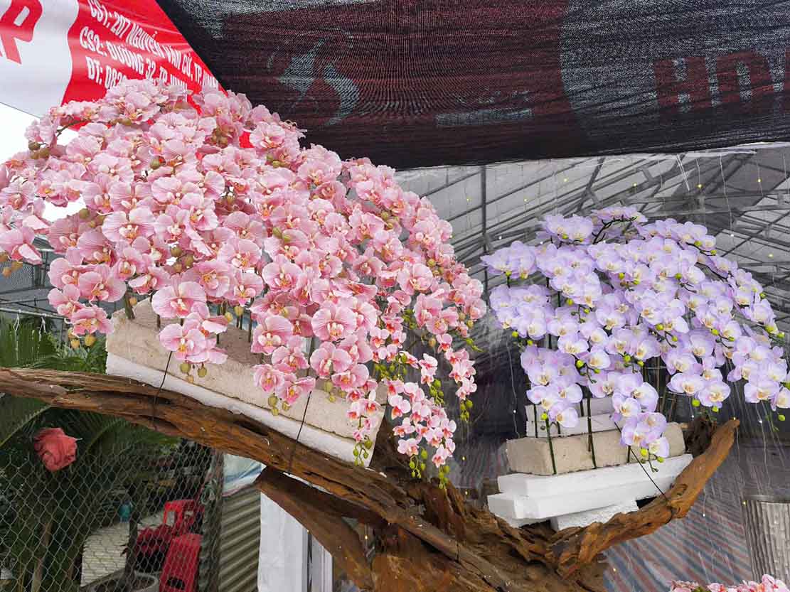 Mat hang lan ho diep duoc bay ban kha nhieu. Anh: Quang Dai