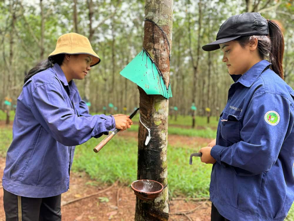 On the first day of the new year 2025, workers were still working hard on the rubber plantation. Photo: Bao Trung