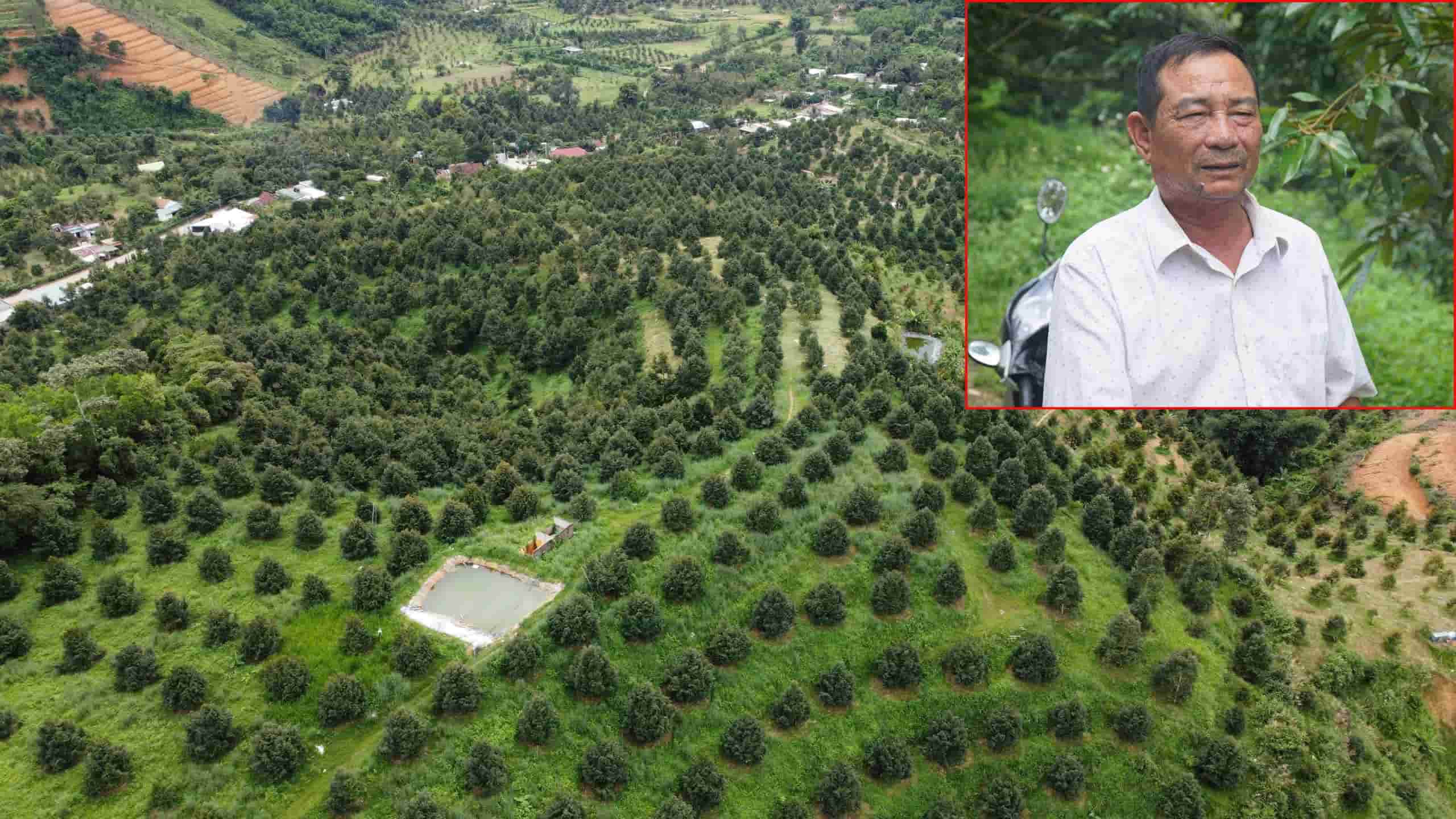 Mr. Nguyen Ngoc Thao became a durian billionaire after a major event in his life. Photo: Huu Long