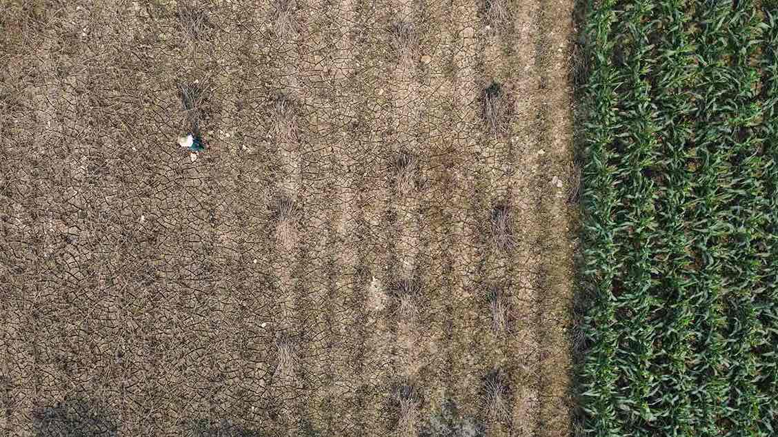 Desolation at the largest strawberry farm in Yen Bai province. Photo: Tran Bui