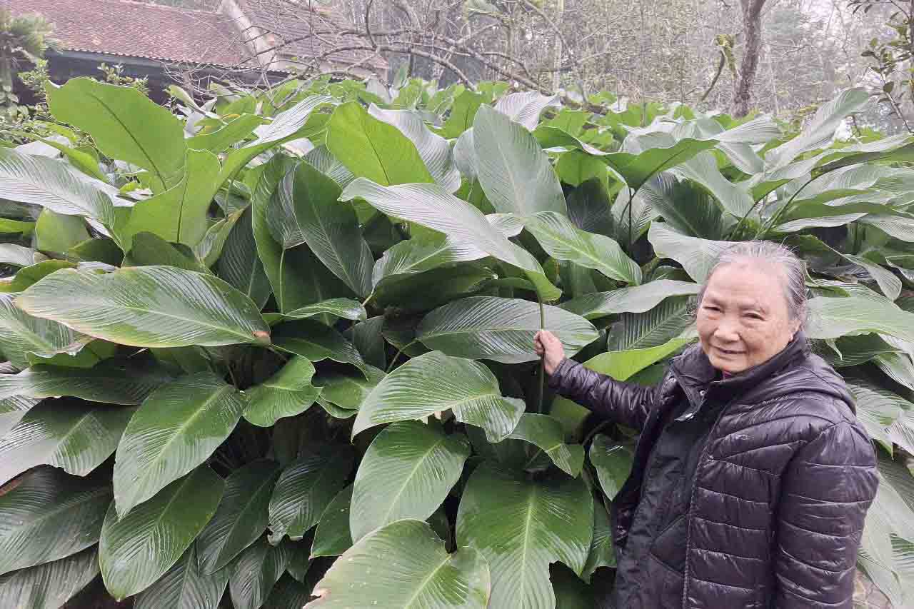 Ms. Vien (78 years old) has a dong leaf garden that brings in about 20 million VND each Tet holiday. Photo: Tran Tuan.