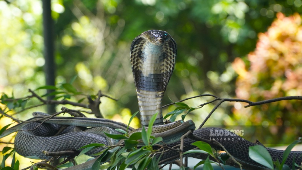 Cobras are kept in captivity to preserve their gene pool and exploit their venom for medicinal purposes.