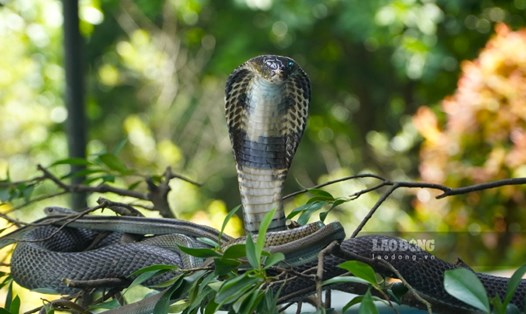 Rắn hổ mang nuôi bảo tồn quỹ gene và khai thác nọc độc để bào chế thuốc.