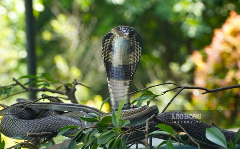 Cobras are kept in captivity to preserve their gene pool and exploit their venom for medicinal purposes.
