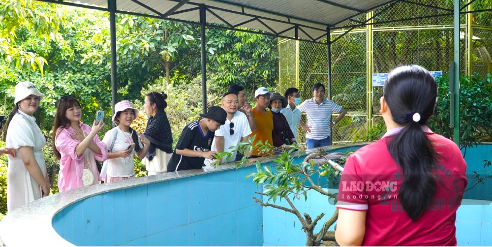 Anh Loc cung thong tin: “Hang nam trai ran don khoang 30.000 du khach trong va ngoai nuoc den tham. Dinh huong sap toi se mo rong chuong trai, tang quy mo bay dan phuc vu cho cong tac bao ton va cung phuc vu cho khach tham quan muon den tim hieu”.