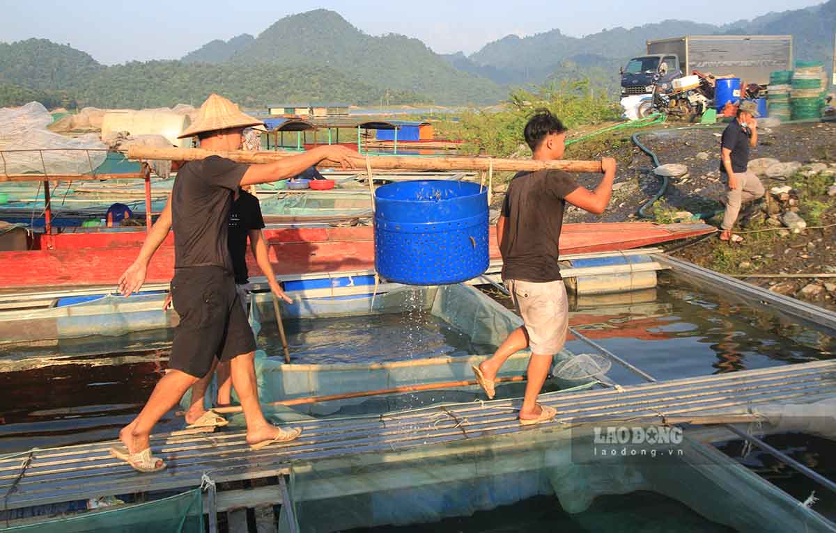 Na Hang fishing port, the largest seafood purchasing place in the Tuyen Quang hydroelectric reservoir area.