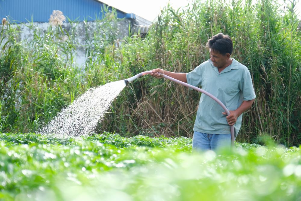 Can Tho farmers rush to take care of Tet flowers