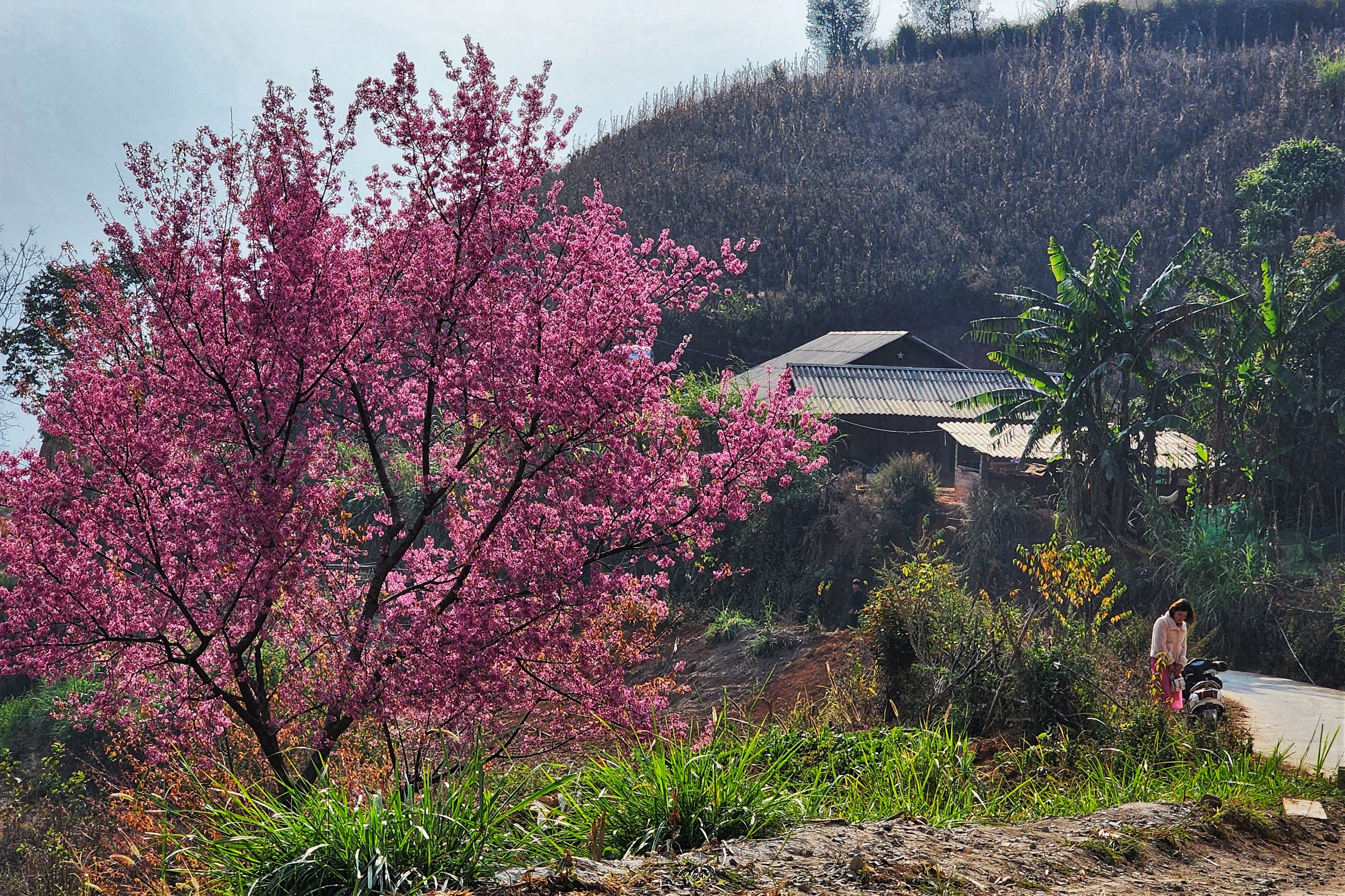 Khong chi o moc nhieu o La Pan Tan, du khach con co the ghe qua cac xa Nam Khat, De Xu Phinh, Lao Chai... de dam minh vao nhung rung hoa to day dang khoe sac ruc ro.