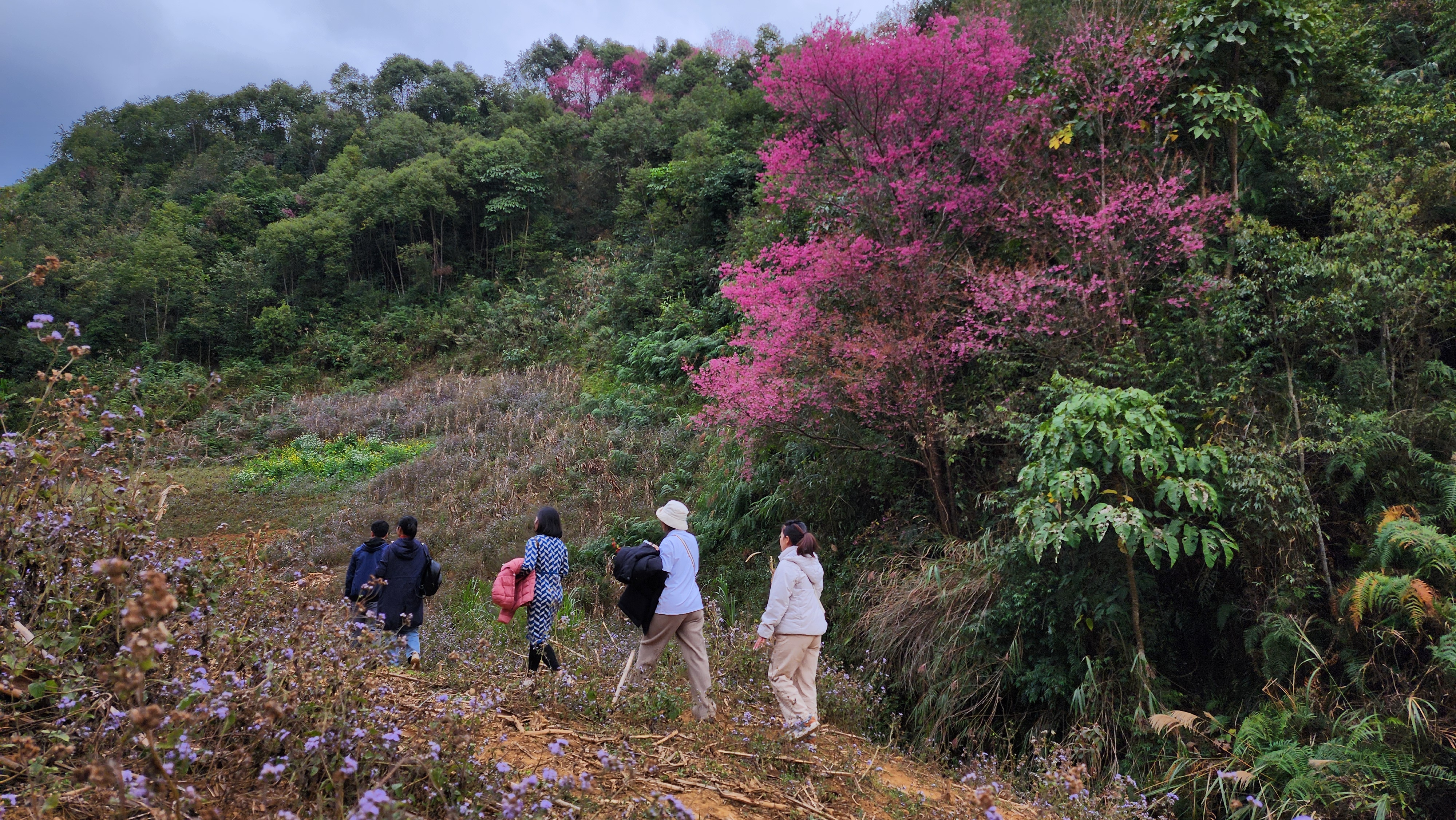 Khu vuc tap trung nhieu hoa to day no nhat la cac ban Ta Chi Lu, Trong Pao Sang, Trong Tong o xa La Pan Tan, huyen Mu Cang Chai. Du khach co the thue nguoi dan ban dia dan duong, di chuyen bang cach di bo, xe may de ngam hoa.