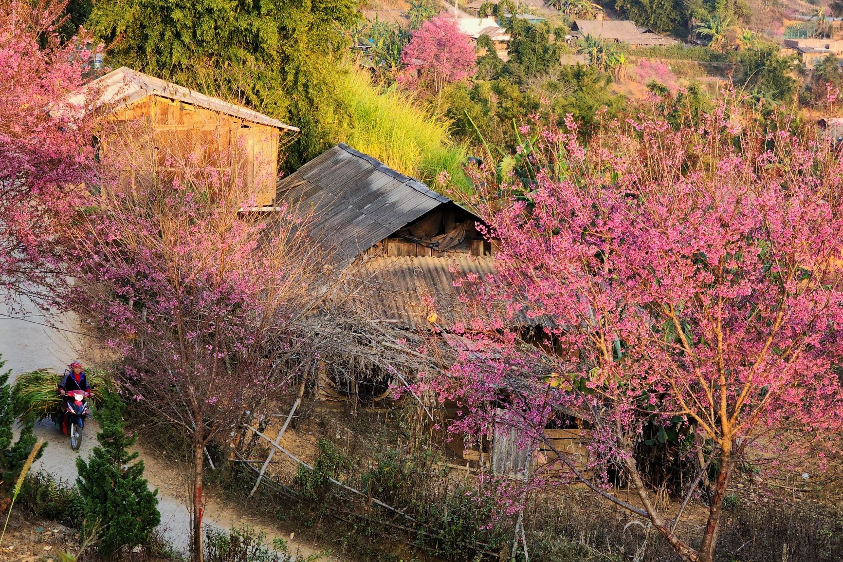 Hoa to day thuoc ho hoa dao, hoa co nam canh hong nhuy dai mau do va no thanh tung chum quyen ru. Theo Thao A Su, mot ban tre nguoi Mong lam du lich o xa La Pan Tan, hoa to day bat dau no tu tren nui cao xuong thap vi thoi tiet lanh se kich hoa no som hon.