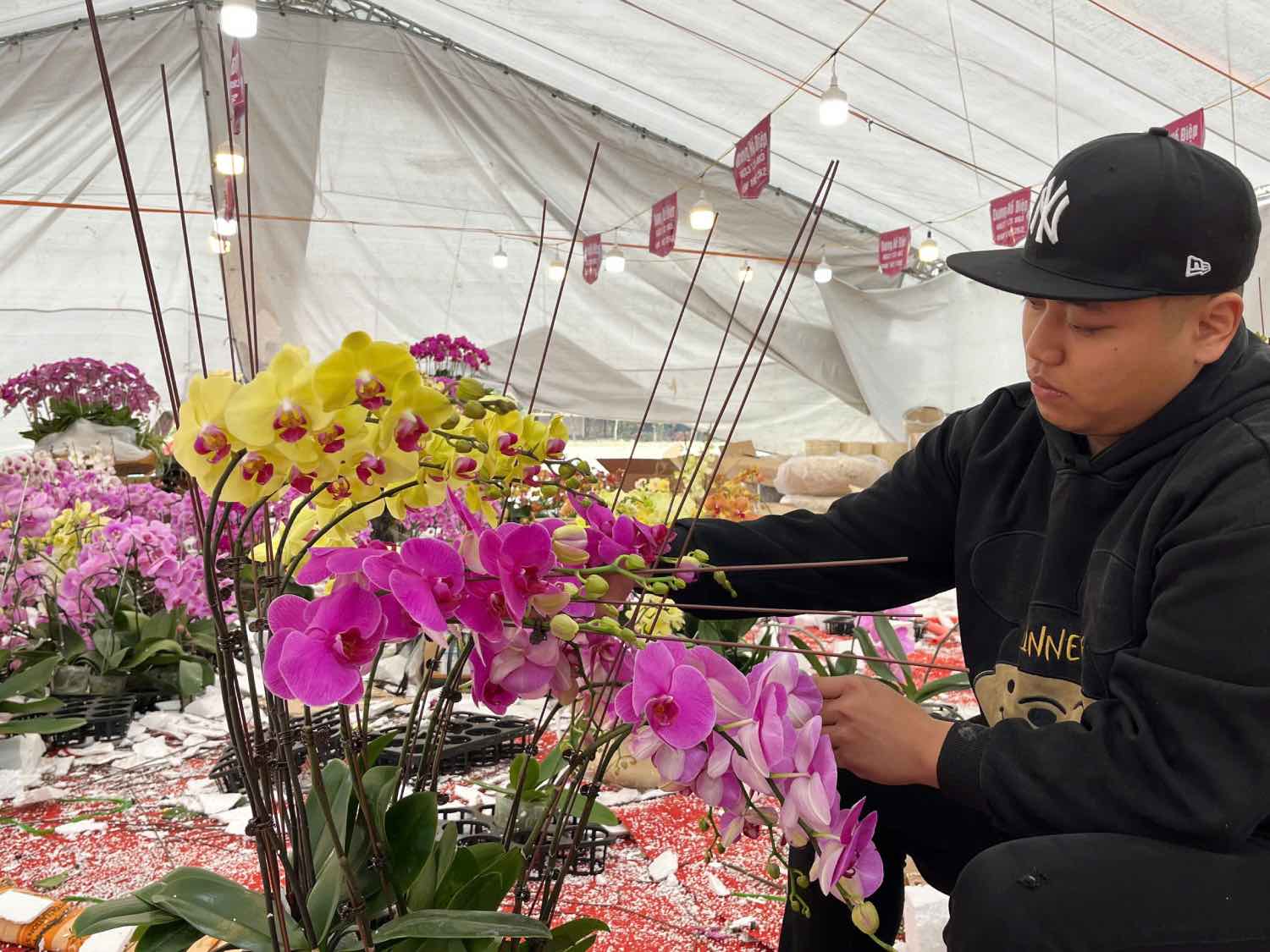 Orchid grafters take advantage of the time near Tet to earn extra income. Photo: Mai Chi
