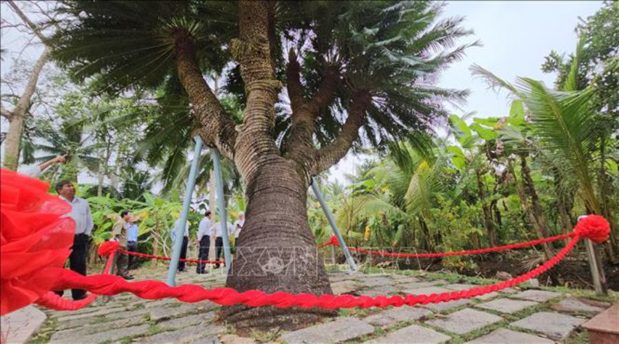The cycad tree at Phu Nhuan communal house is about 200 years old, 6m high, 6m wide, the upper part of the trunk is divided into 10 tops and is recognized as a Vietnam Heritage Tree. Photo: VNA
