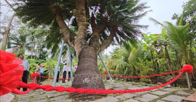 Cyde Tree 200-year-old cycad tree in Ben Tre honored as heritage tree