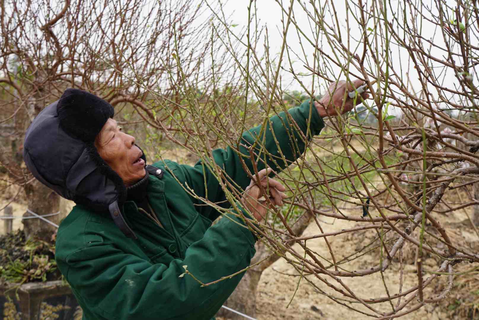 People in Phu Lien flower and ornamental plant village, Nam Sach district, Hai Duong are busy preparing for the Lunar New Year. Photo: Cong Hoa