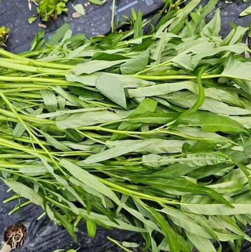 People with gout should avoid this vegetable. Photo: Kieu Vu