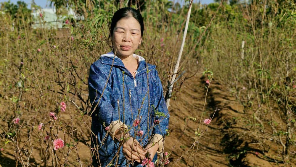 Ba Thoa ky vong thu nhap kha cho vu hoa dao nam nay. Anh: Thanh Tuan 