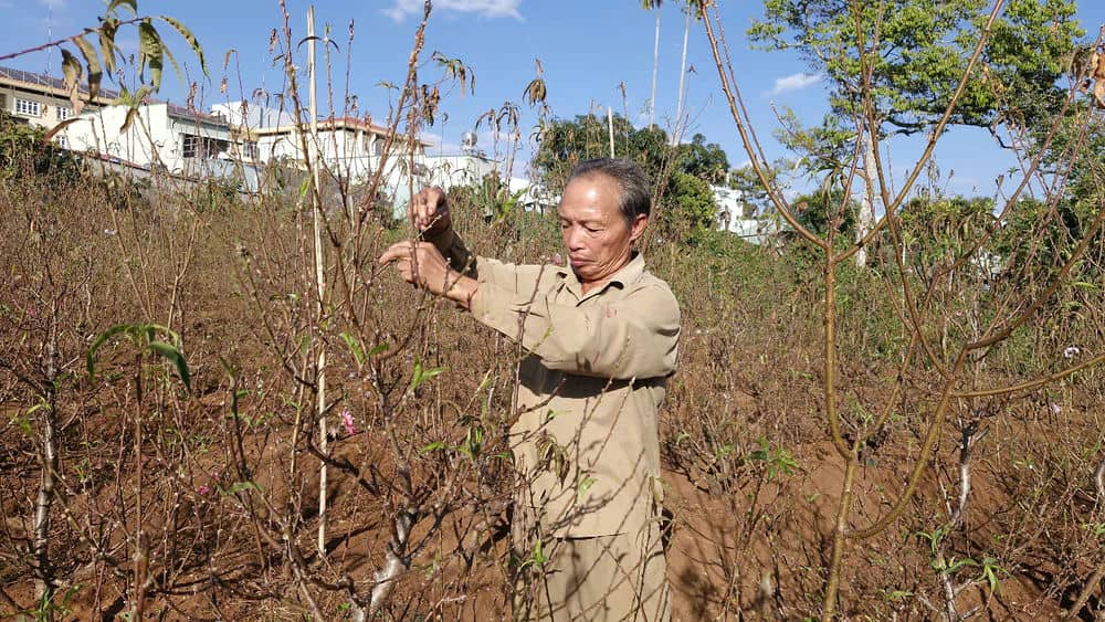 Nghien cuu cham cay dao dung cach giup vo chong lao nong pho nui so huu vuon dao gia tri. Anh: Thanh Tuan 