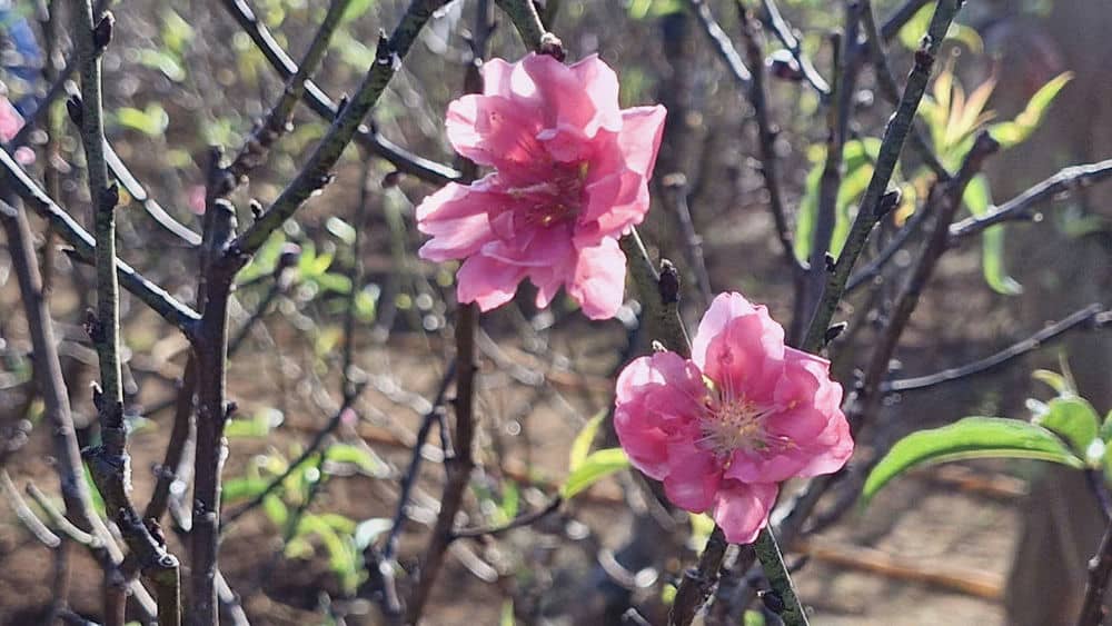 Peach blossoms growing on red basalt soil help people celebrate Tet more joyfully. Photo: Thanh Tuan
