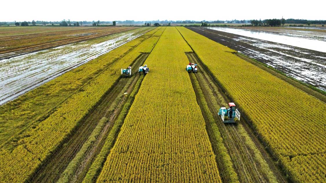 Cultivation of high-quality, low-emission rice will contribute to increasing the value and competitiveness of Vietnamese rice.