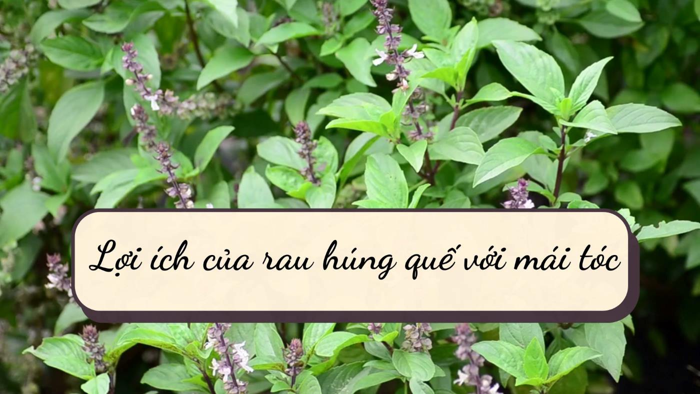 Basil is good for hair.