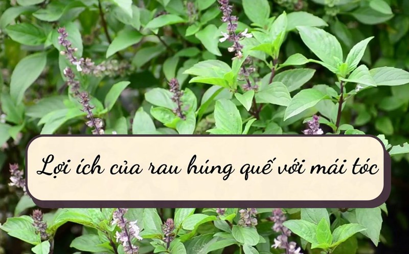 Basil is good for hair.