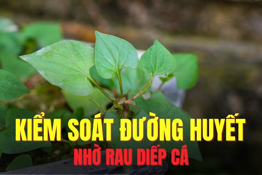 Fish mint helps control blood sugar effectively. Graphics: Hoai Lan