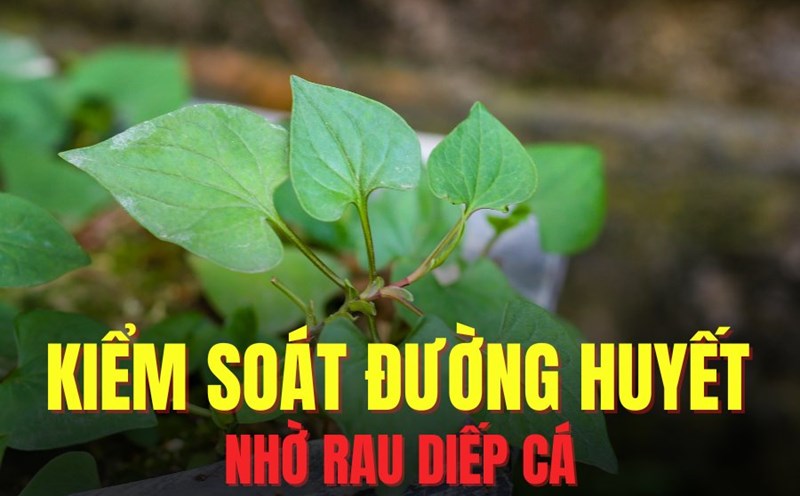 Fish mint helps control blood sugar effectively. Graphics: Hoai Lan