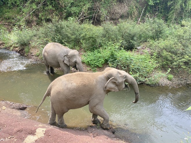 The happy footsteps of domesticated elephants when they are returned to the green, natural forest environment. Photo: Phan Tuan