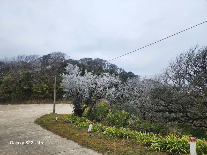 Bang bam tren cac canh cay. Anh: Dong.