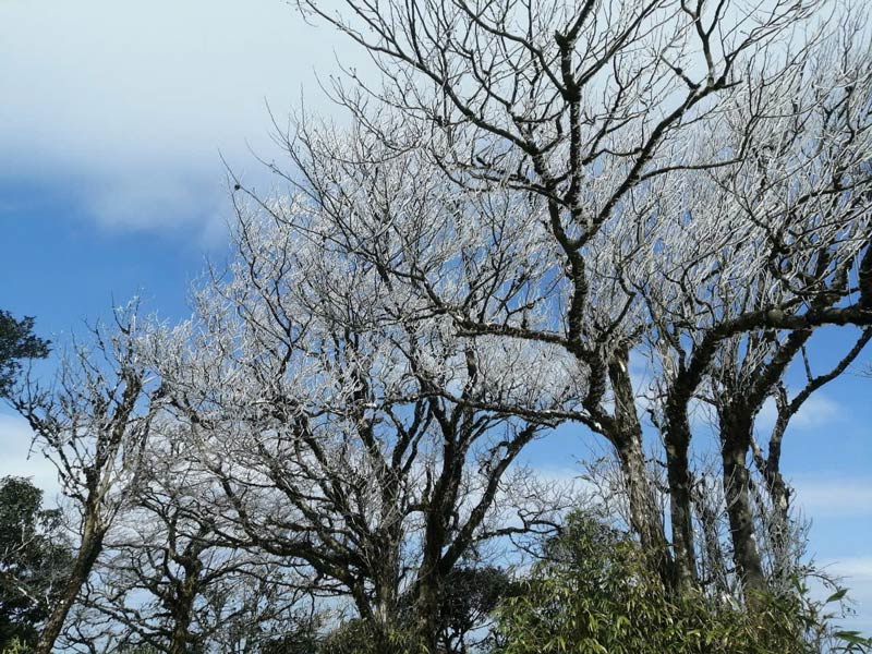 This morning, frost appeared on the top of Phia Oac. Photo: Van Dong