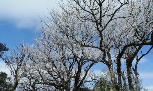 Sáng nay, băng giá xuất hiện trên đỉnh Phia Oắc. Ảnh: Văn Dong