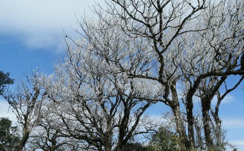 This morning, frost appeared on the top of Phia Oac. Photo: Van Dong