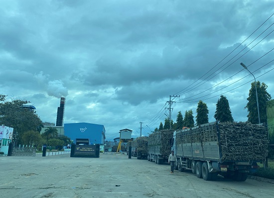 Trucks transporting sugarcane to factories will be heavily fined if they violate the commitment. Photo: Thanh Tuan