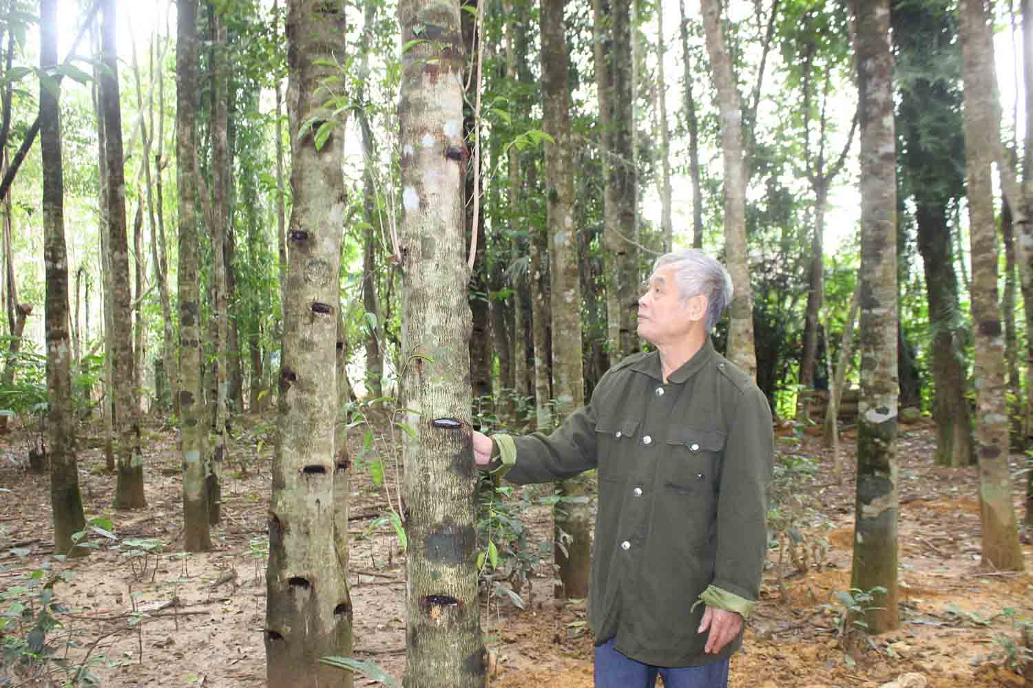 People in Phuc Trach commune have a comfortable life thanks to growing agarwood. Photo: Tran Tuan