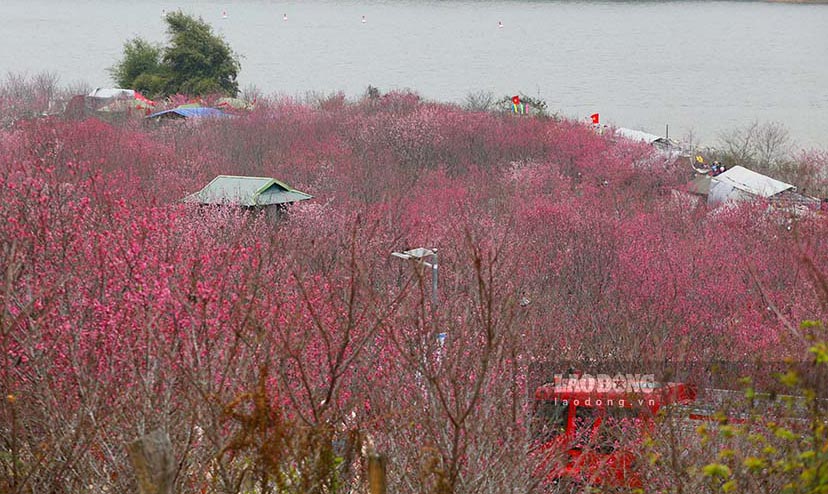 Tai hon dao xinh dep nay hien co hang nghin cay hoa anh dao Nhat Ban voi nhieu giong hoa khac nhau.