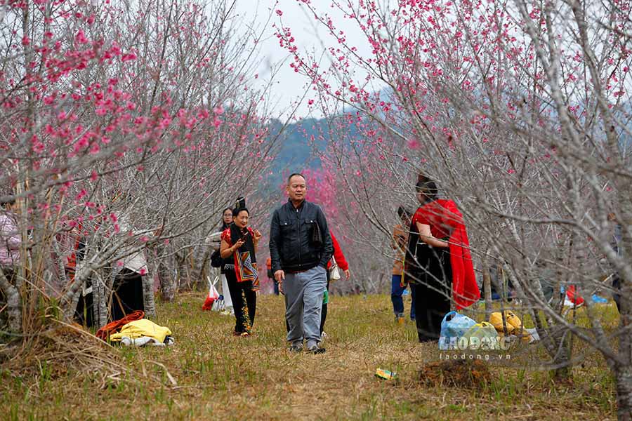 Ong Tran Le - chu dao hoa anh dao - cho biet, tu nam 2006, da mang giong hoa anh dao quy hiem tu Nhat Ban ve trong tai vung dat nay. Sau gan hai thap ky cham soc ti mi, hang nghin cay anh dao gio day da no ro, tao nen mot khung canh tuyet dep.