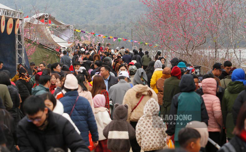 Trong 2 ngay, tu 11 den 12.1, TP Dien Bien Phu to chuc Le hoi hoa anh dao - Dien Bien Phu, voi chu de “Ban Muong vao xuan - Anh dao khoe sac” tai dao hoa thu hut hang nghin du khach den tham quan, chiem nguong.