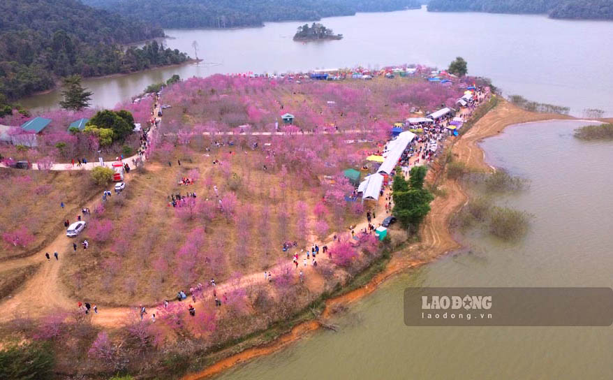 Tren long ho Pa Khoang, thuoc xa Pa Khoang, TP Dien Bien Phu, tinh Dien Bien, hang chuc loai hoa anh dao Nhat Ban dua nhau khoe sac tren “dao hoa”, tao nen mot khung canh lang man. Anh: Thanh Binh