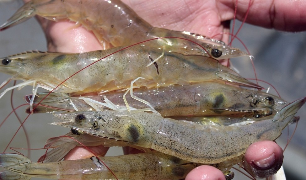 White-leg shrimp in Bac Lieu. Photo: Nhat Ho