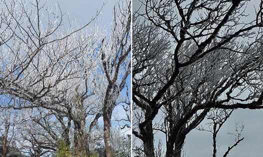 Băng giá phủ đỉnh Phia Oắc, nhiệt độ xuống -3 độ C vào sáng 11.1. Ảnh: Văn Dong